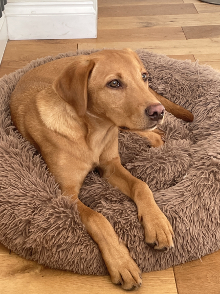 Puppy Survival Thread - as we approach Fireworks night for the first time…