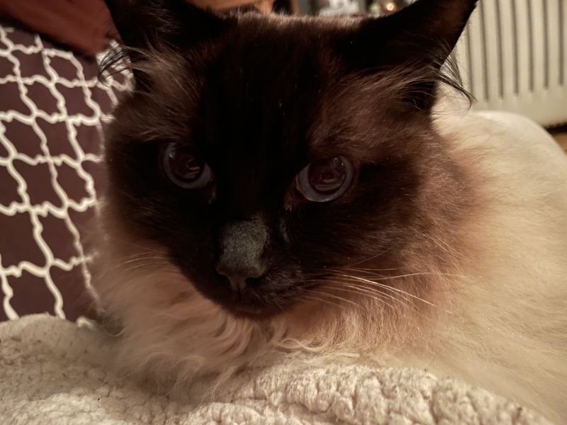 Ragdoll  rescue cat - what do I need?