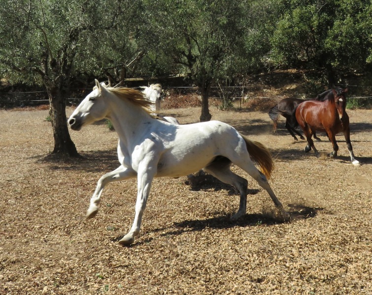 Has there been a thread about natural horsemanship, liberty etc v more traditional training methods?  