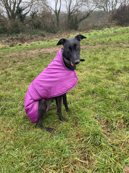 Please talk to me about greyhounds! 