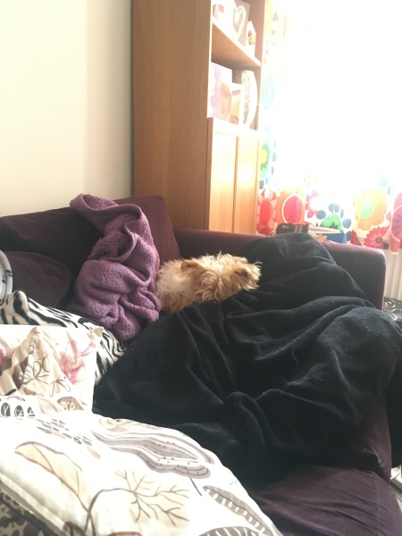Thinking of getting a dog for emotional well-being