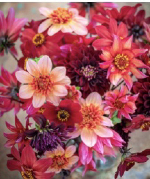 Who’s growing Dahlias this year