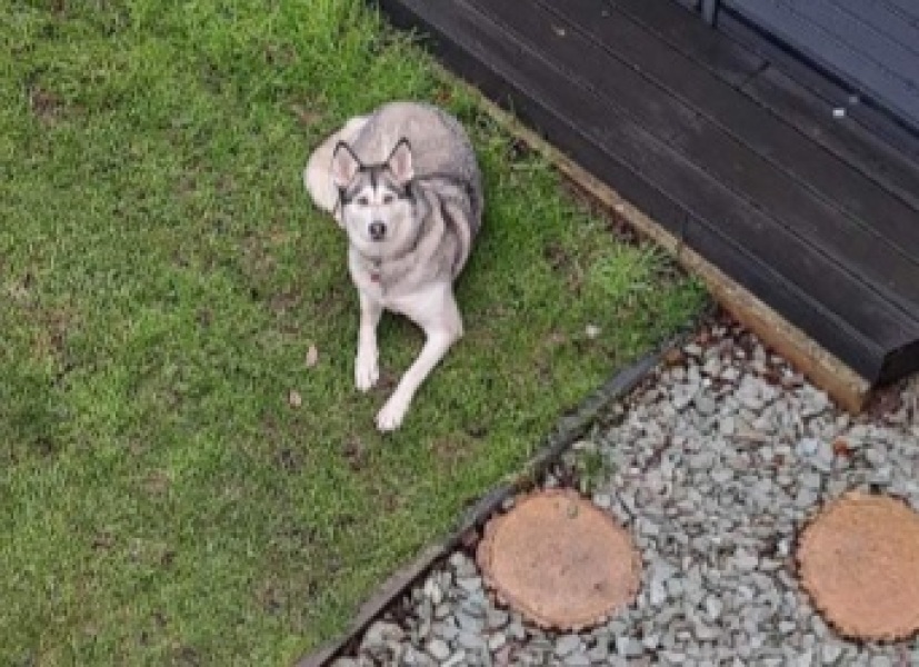 WWYD here (my dog and pub related, name changed as quite outing).