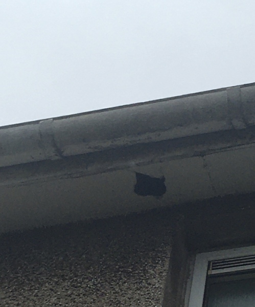 What's got into my roof? Help!