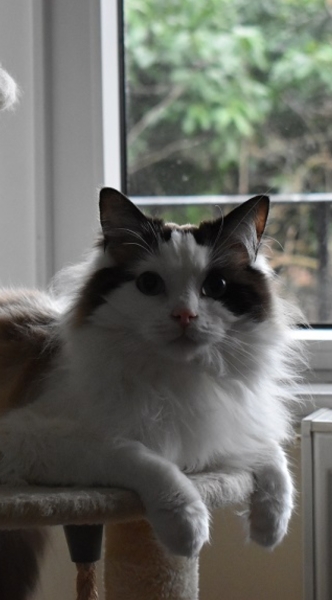 Does anyone have a ragdoll?