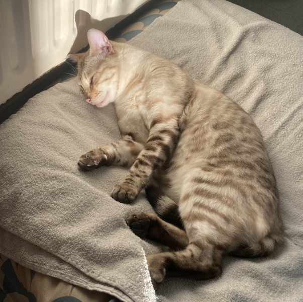 To evict the mud-magnet cat