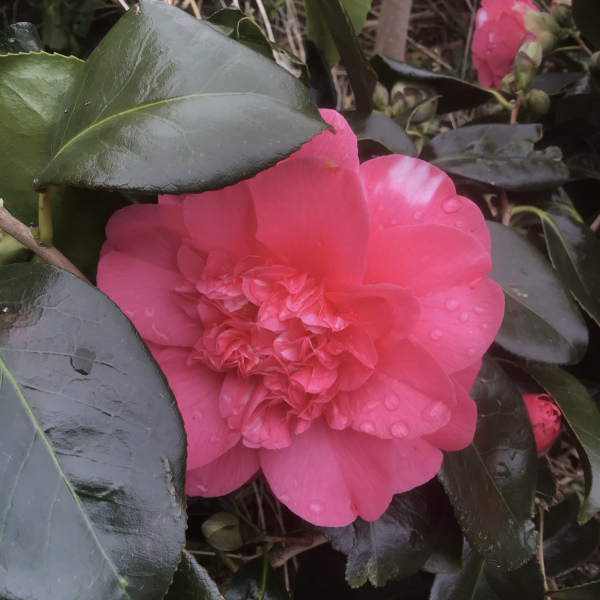 4 flowering things in my garden today!