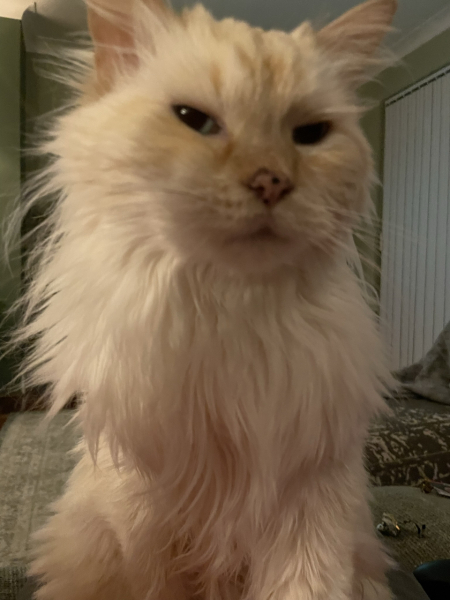 Does anyone have a ragdoll?