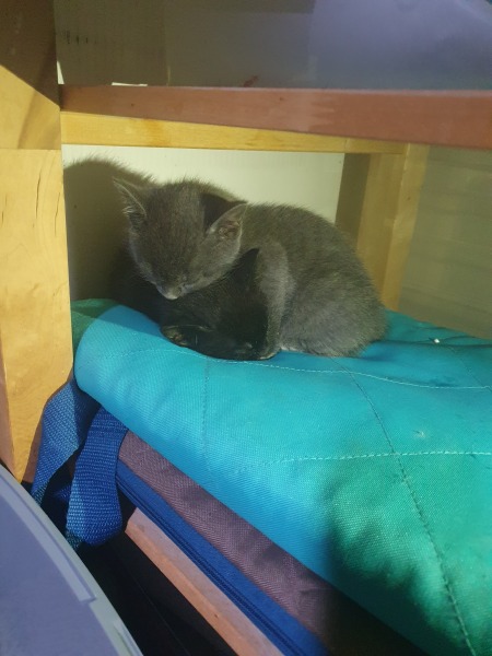 New kittens!!