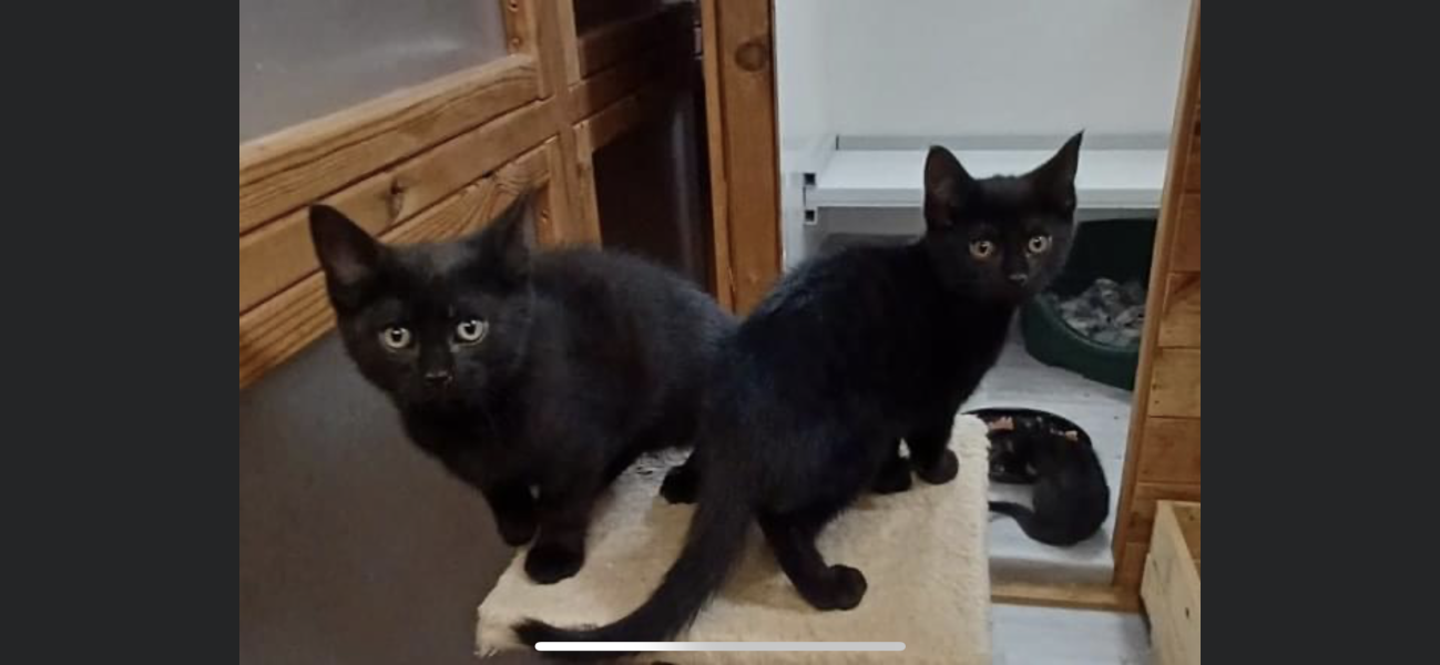 I will be homing 2 kittens any advice re collars?