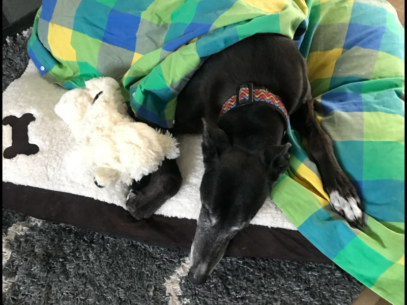 Please talk to me about greyhounds! 