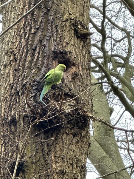 Where are all the parakeets?
