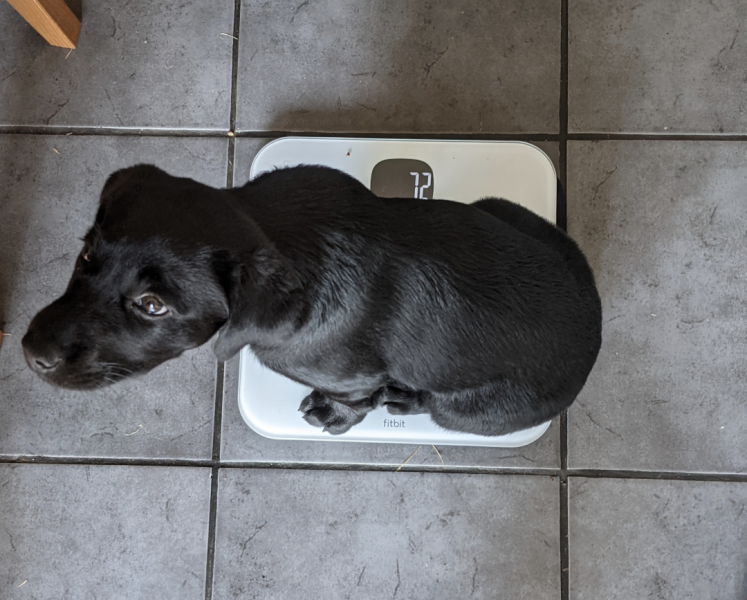 Puppy Survival Thread - as we approach Fireworks night for the first time…