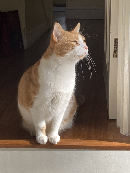 The owl, the pussycat and the seagulls