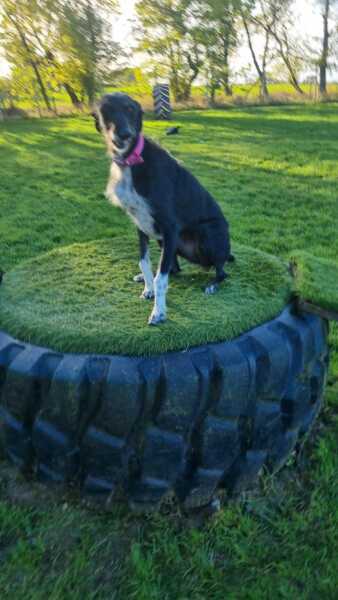 To eat food my dog has got her teeth into