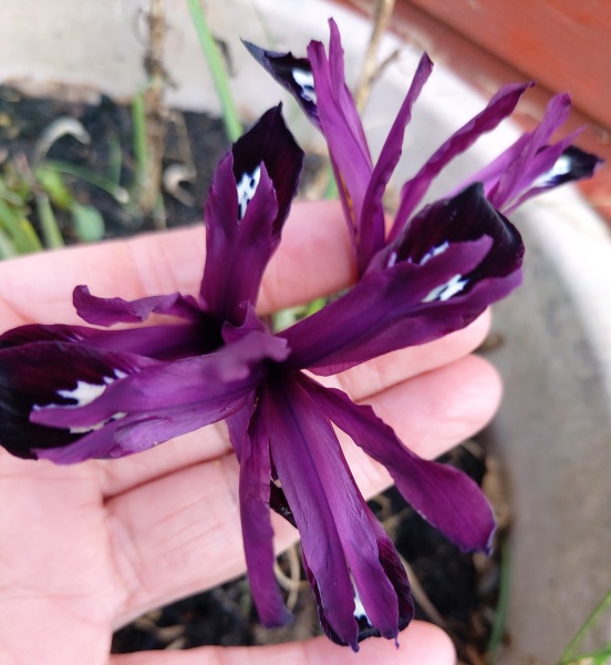 Any Witches Here?- Part 18