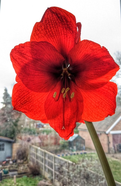 Who'd like an Amaryllis (Hippeastrum) thread?