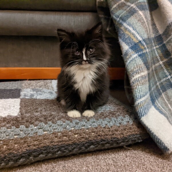 Wonderful foster cat experience