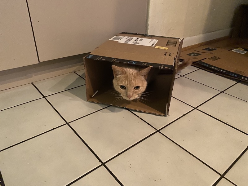Help me entertain my super intelligent cat.
