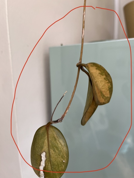Hoya Carnosa - help me rescue it!