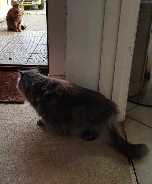 Thug cat part 5 - For he will not do destruction, if he is well-fed, neither will he spit without provocation.