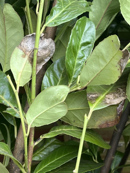 New Cherry Laurel Health Question