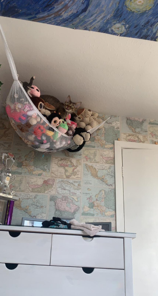Do cats have to sleep high up?