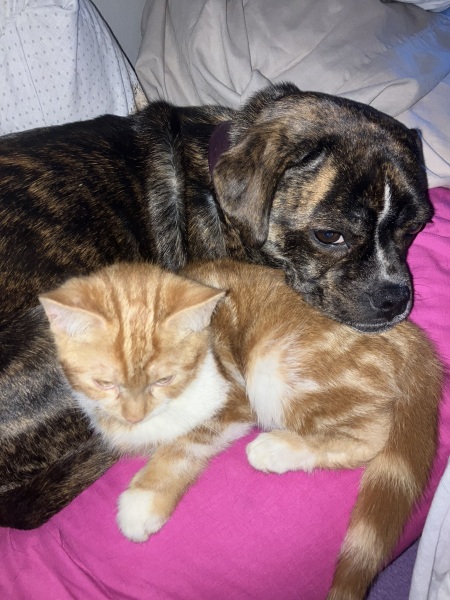 How do yo7 dog and cat get on…?
