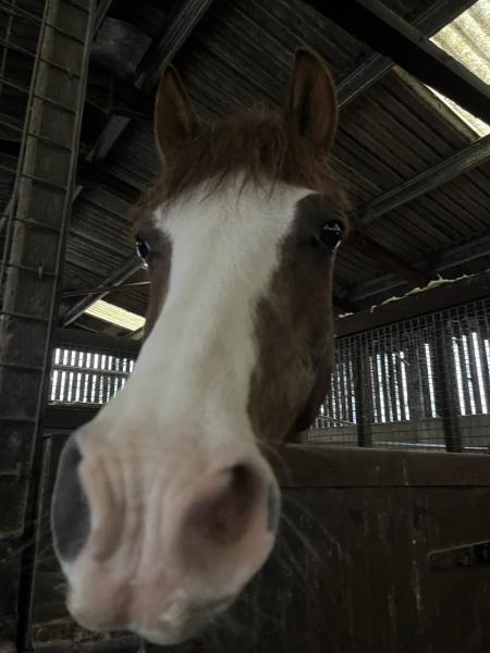 Buying an older pony
