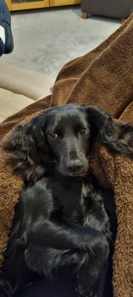 Puppy Survival Thread - as we approach Fireworks night for the first time…
