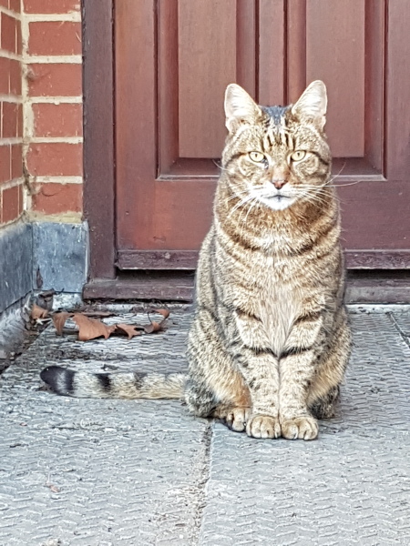Thug cat part 5 - For he will not do destruction, if he is well-fed, neither will he spit without provocation.