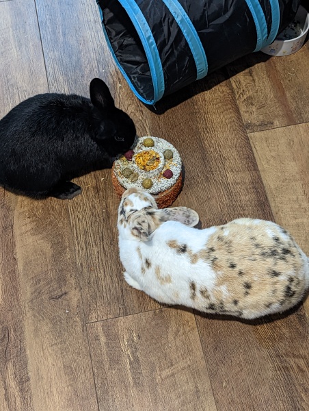 Does anyone have a house rabbit?