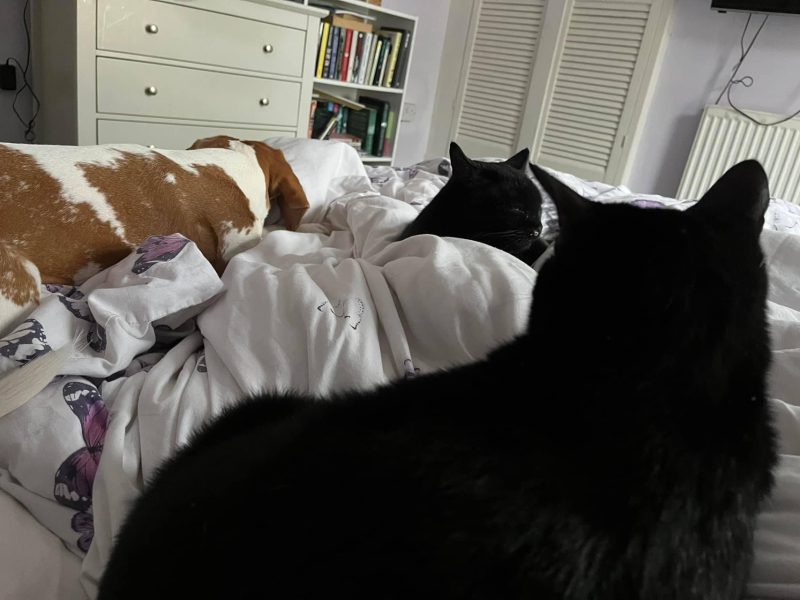 How do yo7 dog and cat get on…?