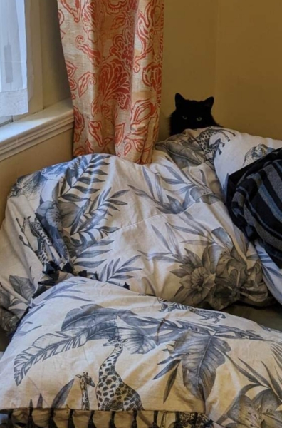 Hundreds of cats, thousands of cats, millions and billions and trillions of cats