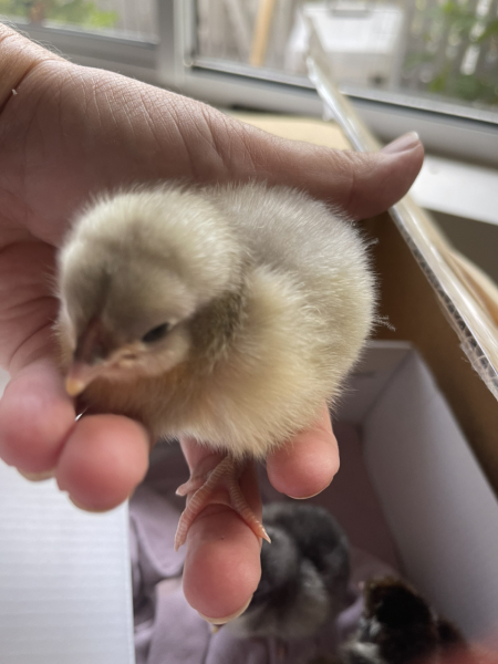 Frugal Friends Fearlessly Facing February.