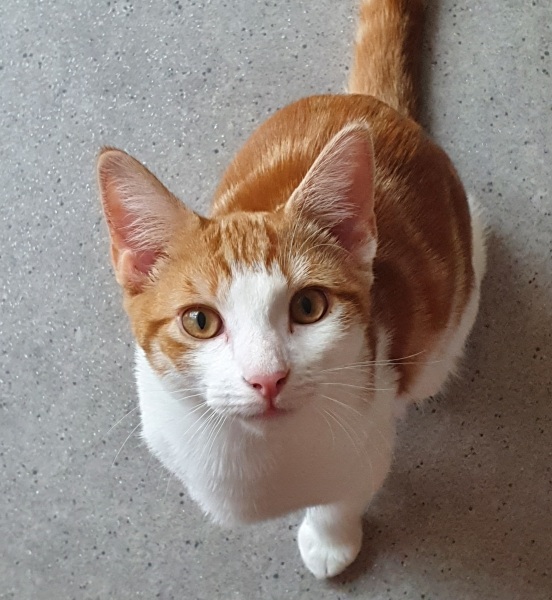 We lost our baby cat today