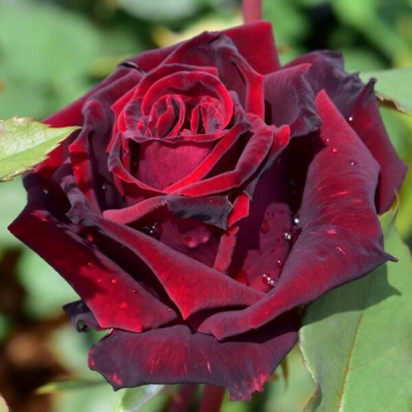 Which is your best performing rose?