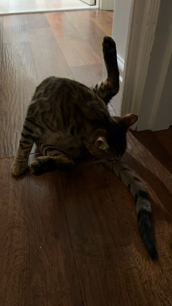 Boys neutered today