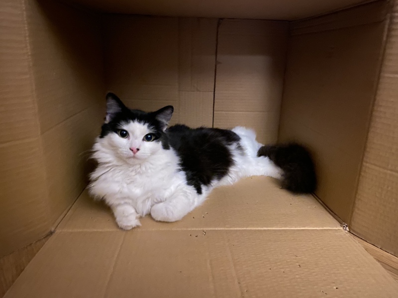 Come meet our new puss 🐈‍⬛ 
