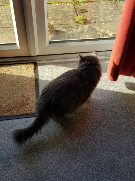 Thug cat part 5 - For he will not do destruction, if he is well-fed, neither will he spit without provocation.