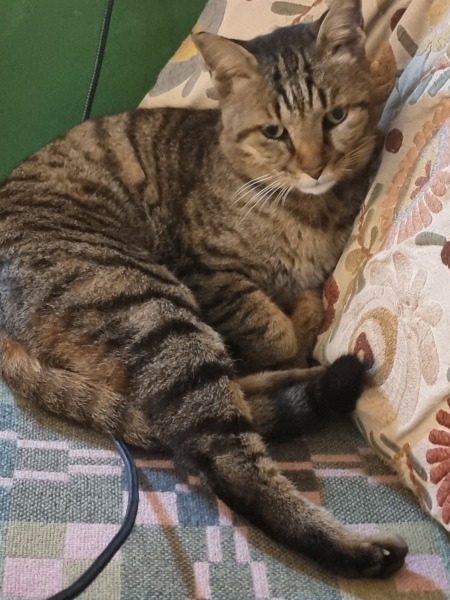 Hyperthyroidism in Old Cat Biting Face Whilst Sleeping