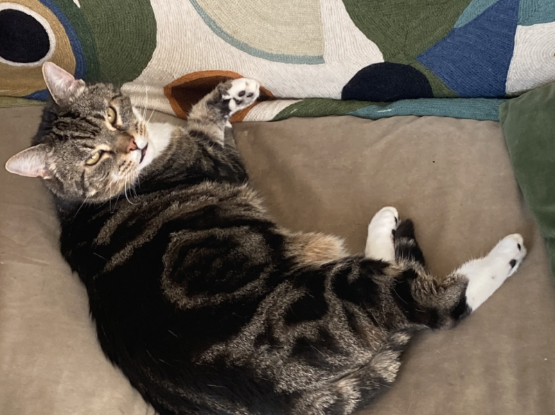 Do cats have to sleep high up?