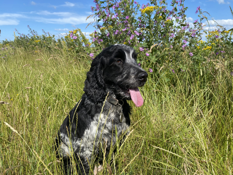 Are show cocker spaniels nice natured?