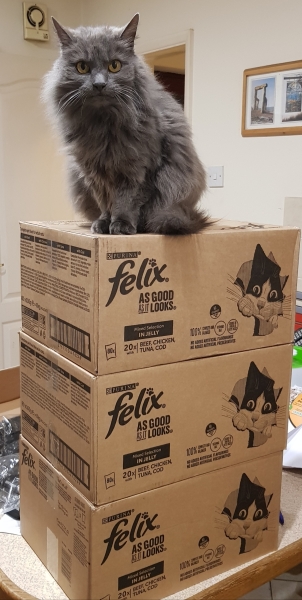 Hundreds of cats, thousands of cats, millions and billions and trillions of cats