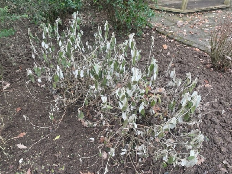 How to save struggling (over watered from excessive rain) senecio grayii