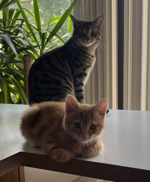 To ask to see your pets? 