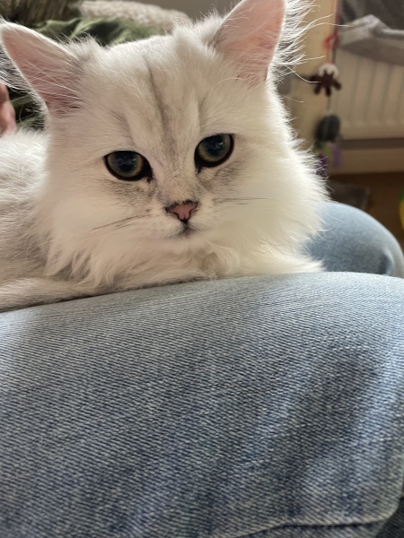 Sleepy kitten cuddles 
