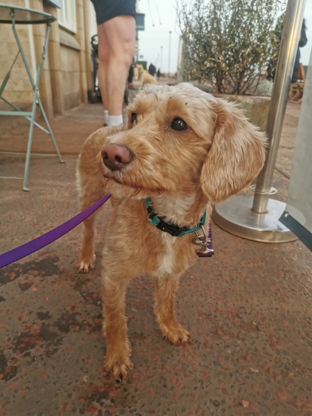 Spayed (and bloody miserable on walks)