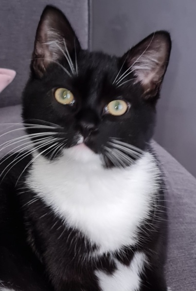 Cat Appreciation Post