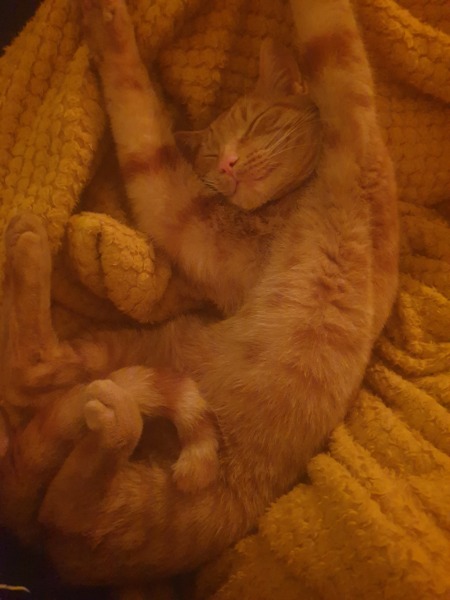 Neighbour leaving young cat outside at night in this weather. 
